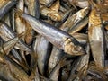 Many smoked fish sprats closeup Royalty Free Stock Photo