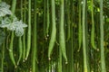 Many smooth loofah or long luffa Luffa cylindrica L M.Roem. hanging on tree