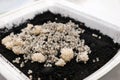 Many snail eggs on soil in plastic box, closeup