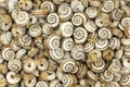 Many snail shells background