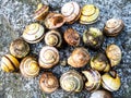 Many snail shells of a ramshorn snail