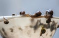 Many snails on the edge of a white plastic bowl