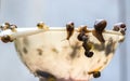 Many snails on the edge of a white plastic bowl