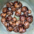 Many snails helix lucorum in plastic bucket