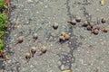 Many snails on road ground