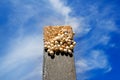 Many snails on the top of a black wood Royalty Free Stock Photo