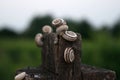Many snails on wood