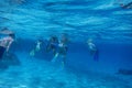 many snorkelers in the blue sea water Royalty Free Stock Photo