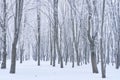 Many snow-covered trees in the city park Royalty Free Stock Photo