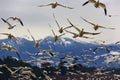 Many Snow Geese Close Up Flying From Mountain Royalty Free Stock Photo