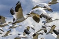 Many Snow Geese Flying Skagit Valley Washington Royalty Free Stock Photo