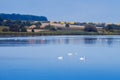 White swans swim in a big natural lake, countryside area of a small village, late, quiet summer evening after sunset Royalty Free Stock Photo