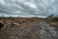 Many softwood logs lie along the road in mud and puddles on a cloudy fall afternoon at an old abandoned sawmill Royalty Free Stock Photo