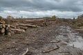 Many softwood logs lie along the road in mud and puddles on a cloudy fall afternoon at an old abandoned sawmill Royalty Free Stock Photo