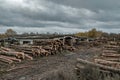 Many softwood logs lie along the road in mud and puddles on a cloudy fall afternoon at an old abandoned sawmill Royalty Free Stock Photo