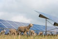 Solar power panels with grazing sheeps - photovoltaic system