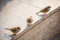 Many sparrows in foraging