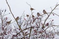 Many sparrows are sitting on the branches of wild rose with red berries covered with snow. Royalty Free Stock Photo