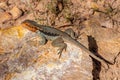 Lizard, orange-headed rock agame, South Australia