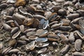 Many species of shell debris pile at Krasiao dam