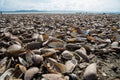 Many species of shell debris pile at Krasiao dam.