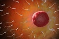 Many sperms are moving towards human egg. 3D rendered illustration. Royalty Free Stock Photo