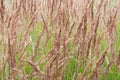 Bushgrass field as silage for feeding domestic animals