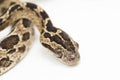 The many-spotted cat snake Boiga multomaculata  on white background Royalty Free Stock Photo