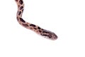 Many Spotted Cat Snake on white Royalty Free Stock Photo