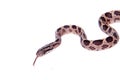 Many Spotted Cat Snake on white