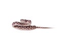 Many Spotted Cat Snake on white