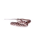 Many Spotted Cat Snake on white Royalty Free Stock Photo