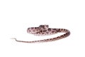 Many Spotted Cat Snake on white