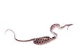 Many Spotted Cat Snake on white