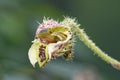 Many-Spotted Dendrobium Orchid