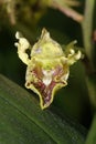 Many-Spotted Dendrobium Orchid