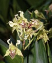 Many-Spotted Dendrobium Orchid