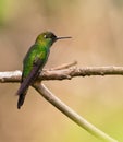 A Many-spotted Hummingbird on branch