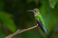Many-spotted Hummingbird - Leucippus hypostictus