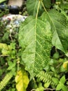 many spotted leaves like stars scattered in the night sky