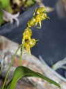 Many-Spotted Masdevallia Orchid