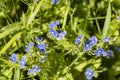Many spring flowers named forget-me-not Myosotis sylvatica, which grow on a meadow Royalty Free Stock Photo