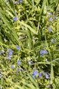 Many spring flowers named forget-me-not Myosotis sylvatica, which grow on a meadow Royalty Free Stock Photo