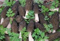 Many spring morel mushrooms lie among the young green grass Royalty Free Stock Photo