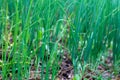 Many spring onions in the field are turning green Royalty Free Stock Photo