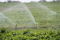 Sprinklers Splatters Water over a Field Royalty Free Stock Photo