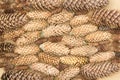 Many spruce cones of different sizes and colors lie horizontally on plywood close to each other. Background. View from above