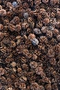 Many spruce cones top view. Natural background. Vertical frame