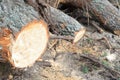 Many spruce lying tree stumps after deforestation.