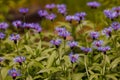 many squarrose knapweed, Centaurea (cyanus) triumfettii - blue flowers from Asteraceae family Royalty Free Stock Photo